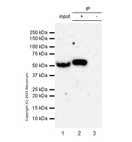 Immunoprecipitation - Anti-DDX6 antibody [EPR27016-10] - BSA and Azide free (AB307419)