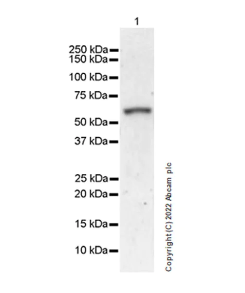 Western blot - Anti-DDX6 antibody [EPR27016-10] - BSA and Azide free (AB307419)