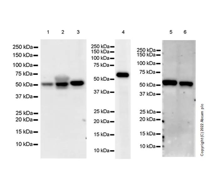 Western blot - Anti-DDX6 antibody [EPR27016-10] - BSA and Azide free (AB307419)