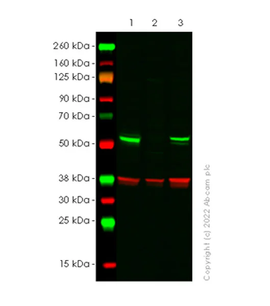 Western blot - Anti-DDX6 antibody [EPR27016-10] - BSA and Azide free (AB307419)
