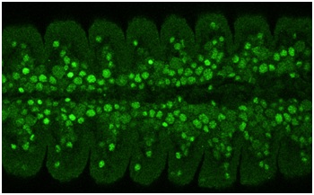 Immunohistochemistry - Anti-Deadpan antibody [11D1CH11] (AB195172), expandable thumbnail