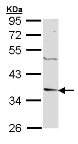 Western blot - Anti-Decorin antibody (AB151988)