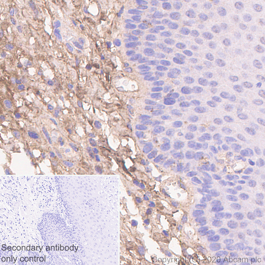 Immunohistochemistry (Formalin/PFA-fixed paraffin-embedded sections) - Anti-Decorin antibody [EPR24097-105] - BSA and Azide free (AB277643), expandable thumbnail