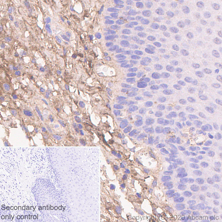 Immunohistochemistry (Formalin/PFA-fixed paraffin-embedded sections) - Anti-Decorin antibody [EPR24097-105] - BSA and Azide free (AB277643)