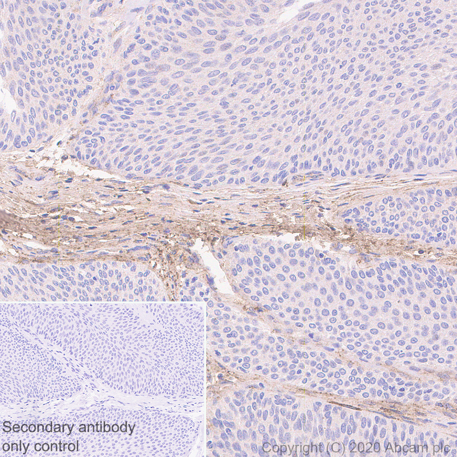 Immunohistochemistry (Formalin/PFA-fixed paraffin-embedded sections) - Anti-Decorin antibody [EPR24097-105] - BSA and Azide free (ab277643), expandable thumbnail