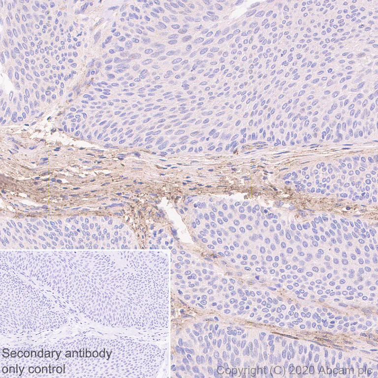 Immunohistochemistry (Formalin/PFA-fixed paraffin-embedded sections) - Anti-Decorin antibody [EPR24097-105] - BSA and Azide free (AB277643)