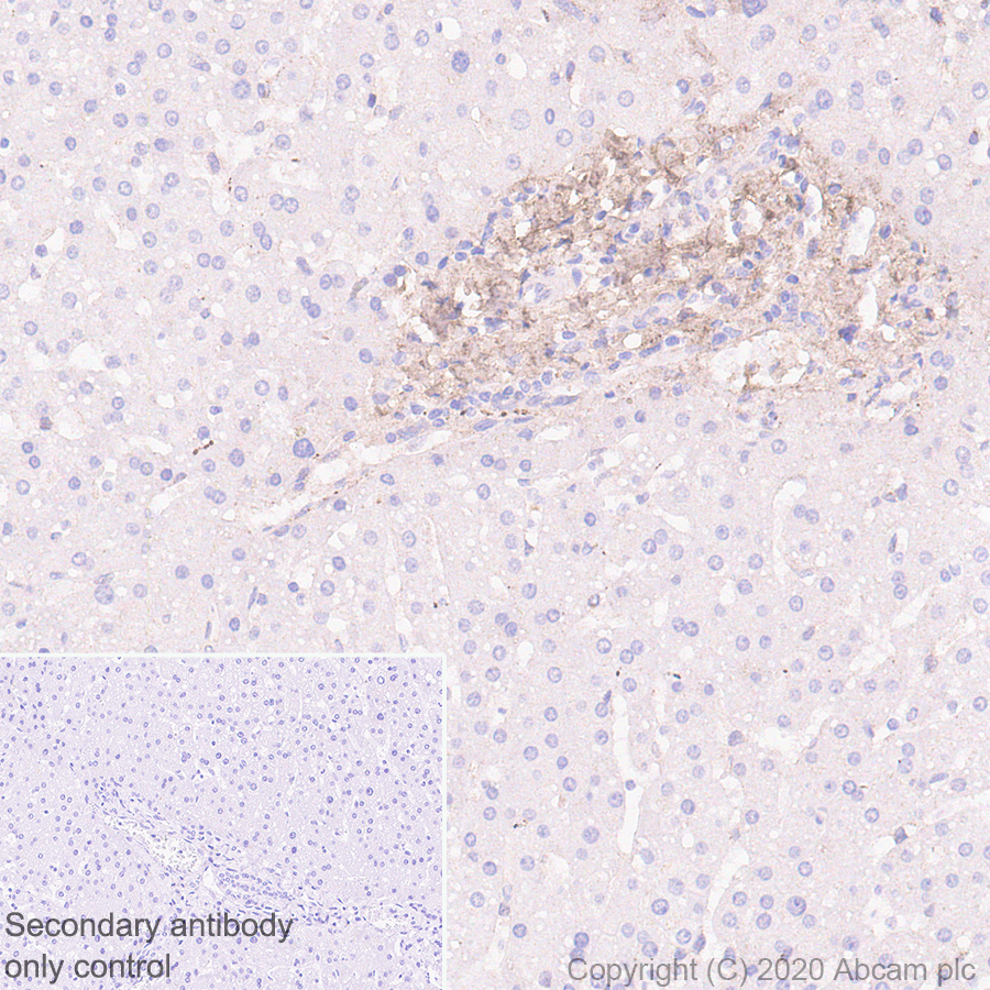 Immunohistochemistry (Formalin/PFA-fixed paraffin-embedded sections) - Anti-Decorin antibody [EPR24097-105] - BSA and Azide free (ab277643), expandable thumbnail
