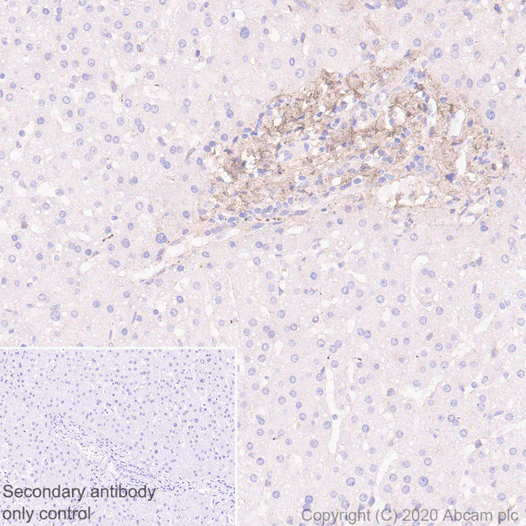 Immunohistochemistry (Formalin/PFA-fixed paraffin-embedded sections) - Anti-Decorin antibody [EPR24097-105] - BSA and Azide free (AB277643)