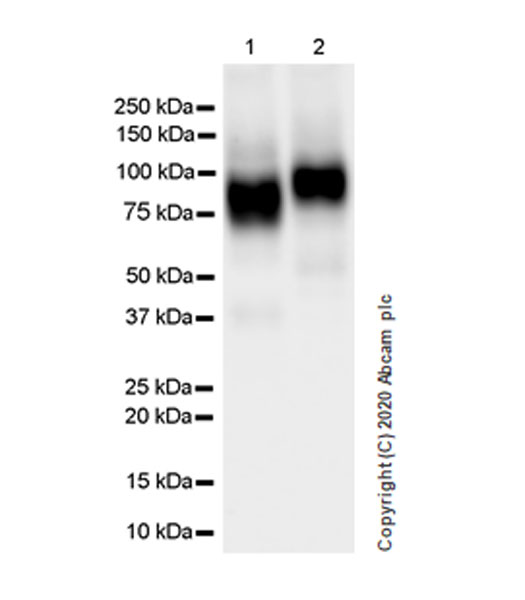 Western blot - Anti-Decorin antibody [EPR24097-105] - BSA and Azide free (ab277643), expandable thumbnail