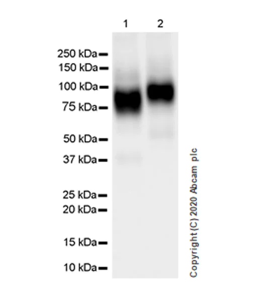 Western blot - Anti-Decorin antibody [EPR24097-105] - BSA and Azide free (AB277643)