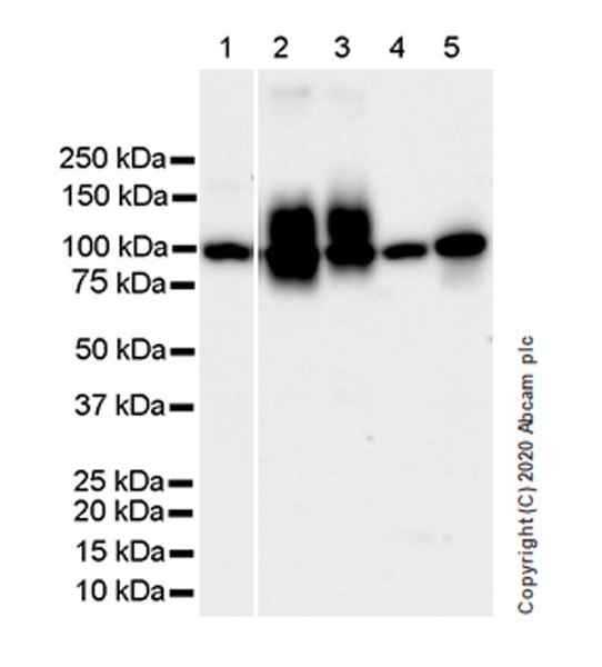 Western blot - Anti-Decorin antibody [EPR24097-105] - BSA and Azide free (AB277643), expandable thumbnail