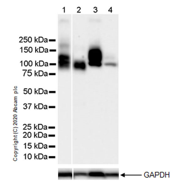 Western blot - Anti-Decorin antibody [EPR24097-105] - BSA and Azide free (AB277643), expandable thumbnail