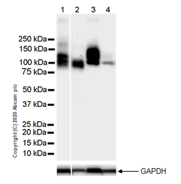 Western blot - Anti-Decorin antibody [EPR24097-105] - BSA and Azide free (AB277643)