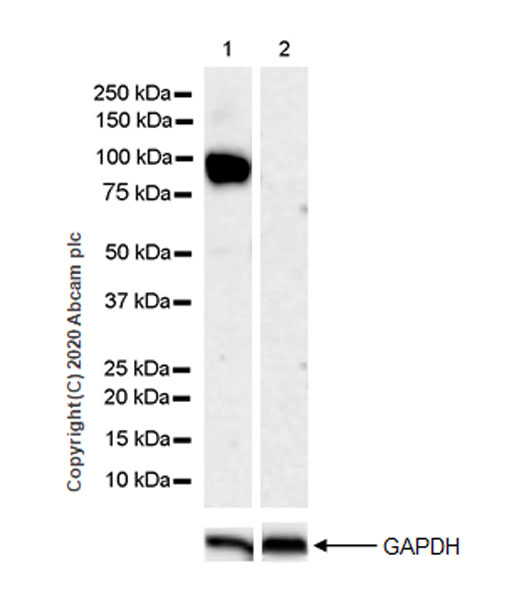 Western blot - Anti-Decorin antibody [EPR24097-105] - BSA and Azide free (ab277643), expandable thumbnail
