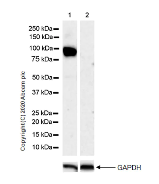 Western blot - Anti-Decorin antibody [EPR24097-105] - BSA and Azide free (AB277643)