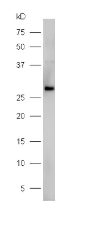 Western blot - Anti-Dectin-1 antibody (AB217331)