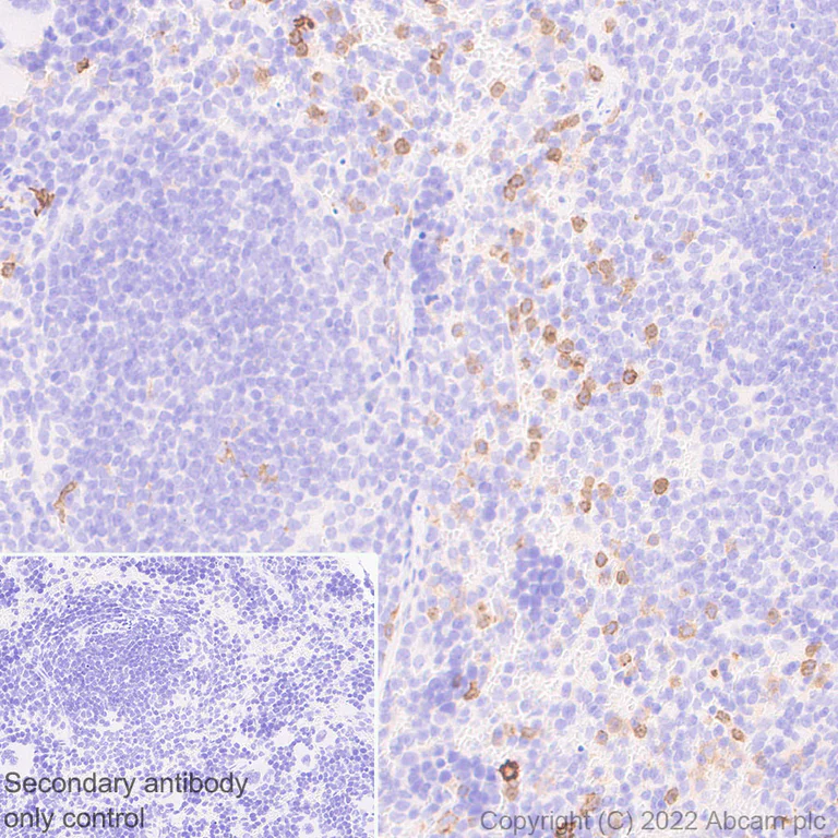 Immunohistochemistry (Formalin/PFA-fixed paraffin-embedded sections) - Anti-Dectin-1 antibody [EPR25360-19] (BSA and Azide free) (AB300498)