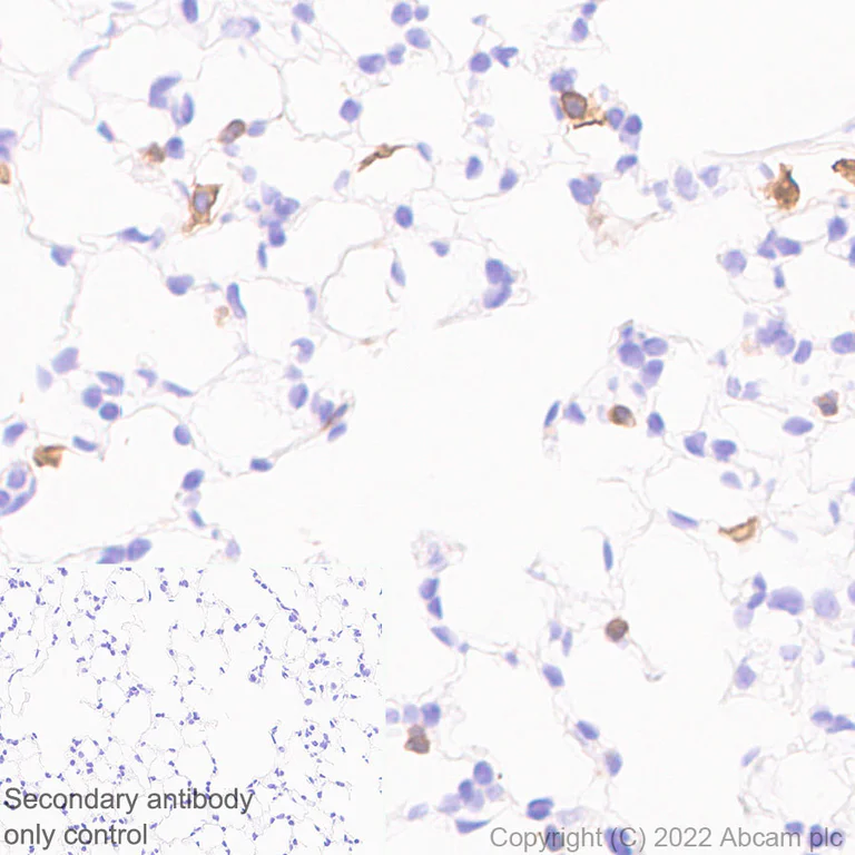 Immunohistochemistry (Formalin/PFA-fixed paraffin-embedded sections) - Anti-Dectin-1 antibody [EPR25360-19] (BSA and Azide free) (AB300498)