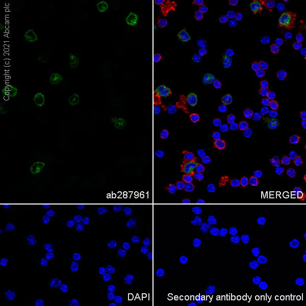 Immunocytochemistry/ Immunofluorescence - Anti-Dectin-1 antibody [EPR25360-64] (AB287961)