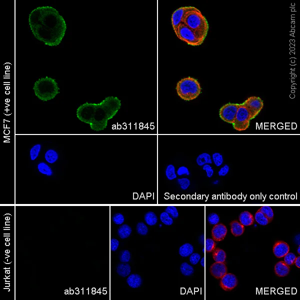 Immunocytochemistry/ Immunofluorescence - Anti-Dectin-1 antibody [EPR28032-27] (AB311845)