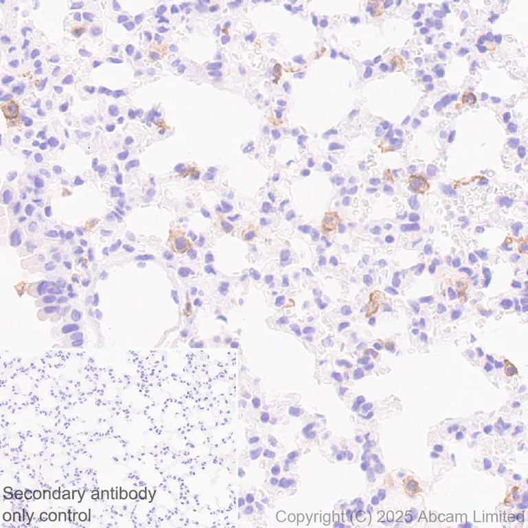 Immunohistochemistry (Formalin/PFA-fixed paraffin-embedded sections) - Anti-DECTIN 2 antibody [EPR30285-525] (AB323860)