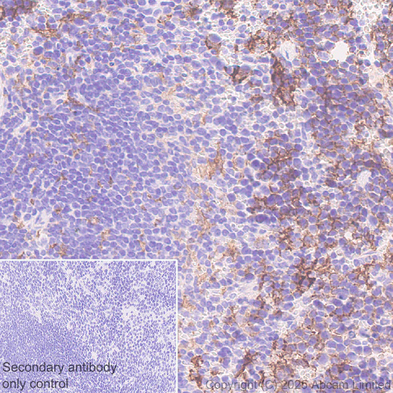 Immunohistochemistry (Formalin/PFA-fixed paraffin-embedded sections) - Anti-DECTIN 2 antibody [EPR30285-525] - BSA and Azide free (AB323875)