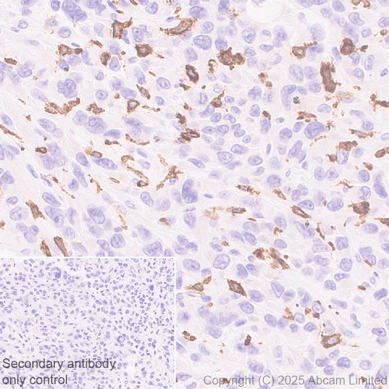 Immunohistochemistry (Formalin/PFA-fixed paraffin-embedded sections) - Anti-DECTIN 2 antibody [EPR30285-525] - BSA and Azide free (AB323875)