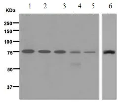 Western blot - Anti-DEF6 antibody [EPR7492] - BSA and Azide free (AB248188)
