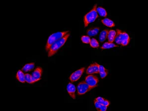 Immunocytochemistry/ Immunofluorescence - Anti-Deformed Epidermal Autoregulatory Factor 1 antibody [EPR10322] - BSA and Azide free (AB249279)