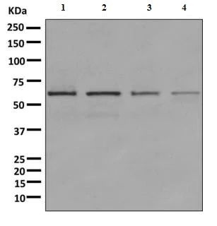Western blot - Anti-Deformed Epidermal Autoregulatory Factor 1 antibody [EPR10322] - BSA and Azide free (AB249279)