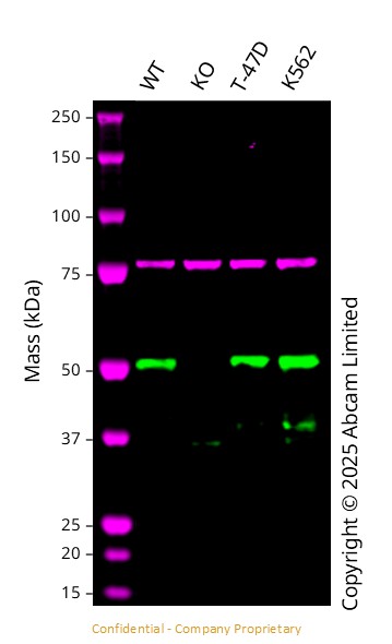 Western blot - Anti-DEK antibody [EPR11034] (ab166624), expandable thumbnail