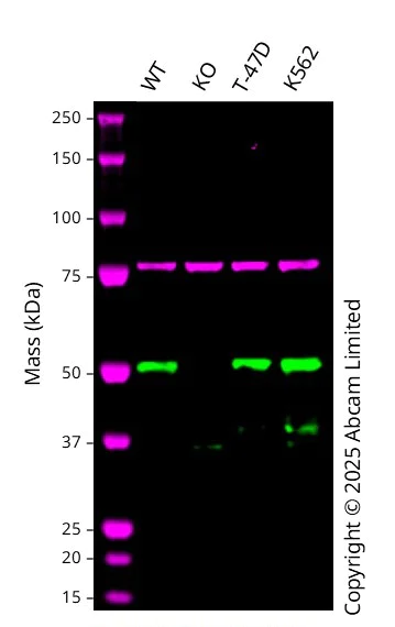 Western blot - Anti-DEK antibody [EPR11034] (AB166624)