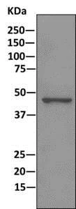 Immunoprecipitation - Anti-DEK antibody [EPR11034] - BSA and Azide free (AB249362)