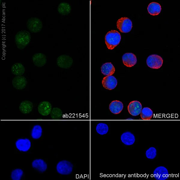 Immunocytochemistry/ Immunofluorescence - Anti-DEK antibody [EPR20401] (AB221545)