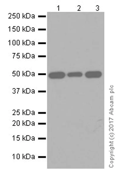 Western blot - Anti-DEK antibody [EPR20401] (AB221545)