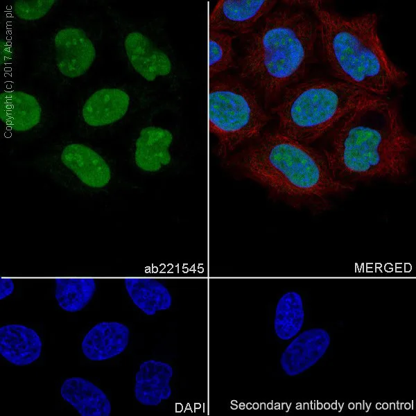 Immunocytochemistry/ Immunofluorescence - Anti-DEK antibody [EPR20401] - BSA and Azide free (AB251566)
