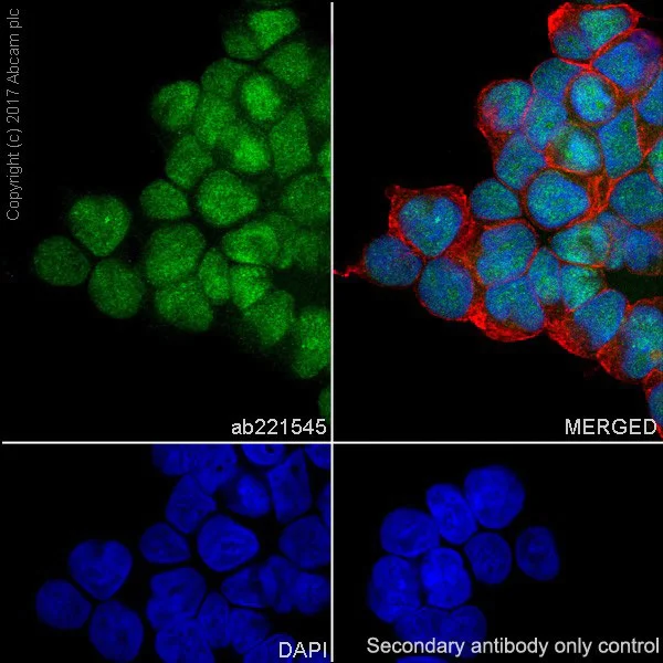 Immunocytochemistry/ Immunofluorescence - Anti-DEK antibody [EPR20401] - BSA and Azide free (AB251566)