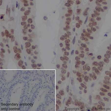 Immunohistochemistry (Formalin/PFA-fixed paraffin-embedded sections) - Anti-DEK antibody [EPR20401] - BSA and Azide free (AB251566)