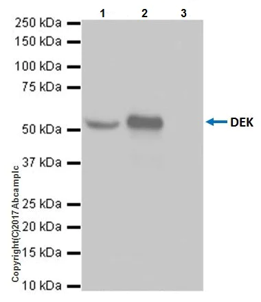 Immunoprecipitation - Anti-DEK antibody [EPR20401] - BSA and Azide free (AB251566)
