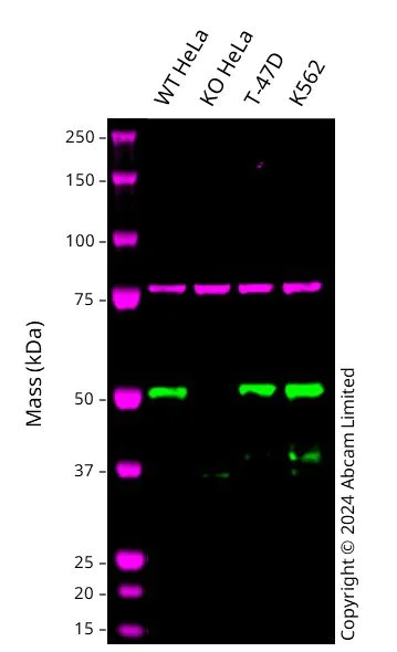 Western blot - Anti-DEK antibody [EPR20401] - BSA and Azide free (AB251566)