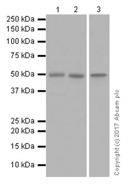 Western blot - Anti-DEK antibody [EPR20401] - BSA and Azide free (AB251566)