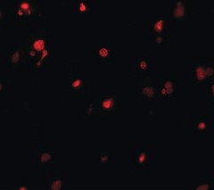 Immunohistochemistry (Formalin/PFA-fixed paraffin-embedded sections) - Anti-DELE antibody - N-terminal (AB189958), expandable thumbnail