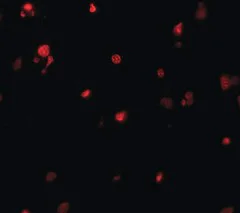 Immunohistochemistry (Formalin/PFA-fixed paraffin-embedded sections) - Anti-DELE antibody - N-terminal (AB189958)