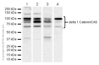 Western blot - Anti-delta 1 Catenin/CAS antibody [EPR357(2)] (AB92514)