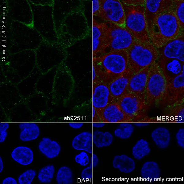 Immunocytochemistry/ Immunofluorescence - Anti-delta 1 Catenin/CAS antibody [EPR357(2)] - BSA and Azide free (AB239916)