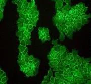 Immunocytochemistry/ Immunofluorescence - Anti-delta 1 Catenin/CAS antibody [EPR357(2)] - BSA and Azide free (AB239916)