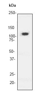 Western blot - Anti-delta 1 Catenin/CAS antibody [YE372] - BSA and Azide free (AB247228)