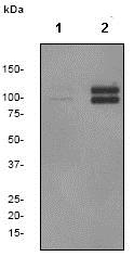 Western blot - Anti-delta 1 Catenin/CAS (phospho T916) antibody [EPR2383] - BSA and Azide free (AB247498), expandable thumbnail