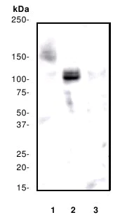 Western blot - Anti-delta 1 Catenin/CAS (phospho Y228) antibody [E205] (AB32403)