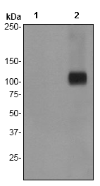 Western blot - Anti-delta 1 Catenin/CAS (phospho Y96) antibody [EPR2386] (AB75772)